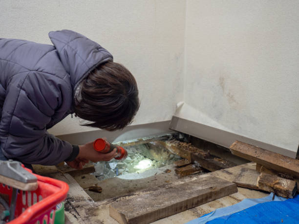 Best Commercial Mold Inspection  in Chase, PA
